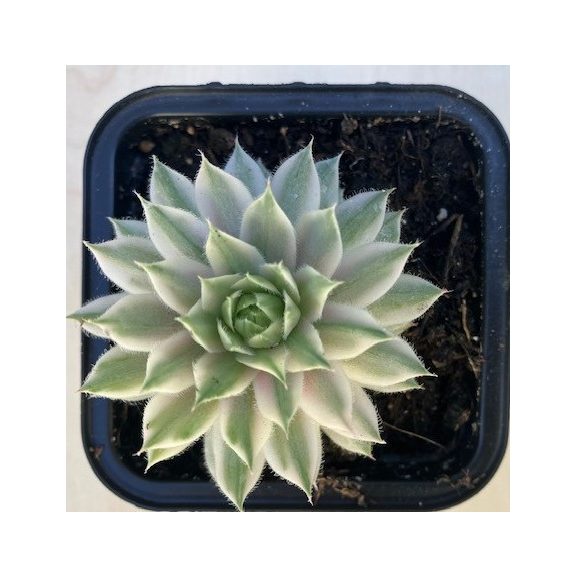 Sempervivum 'Saxon'