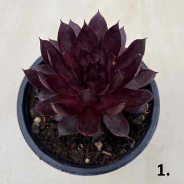 Sempervivum