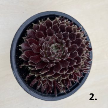Sempervivum