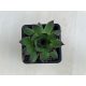 Sempervivum 131