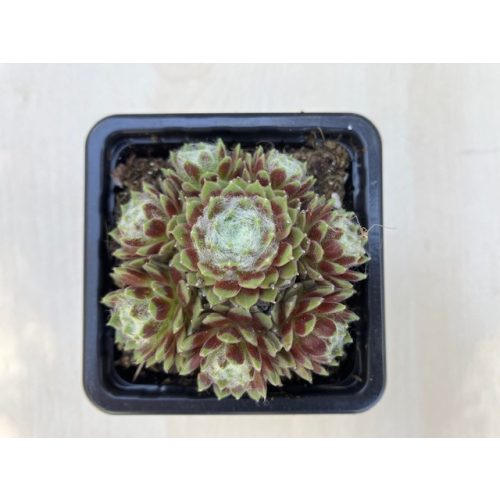 Sempervivum 132