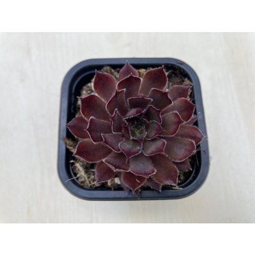 Sempervivum 133