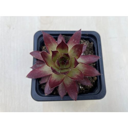 Sempervivum 134