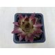 Sempervivum 134