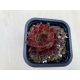 Sempervivum 135