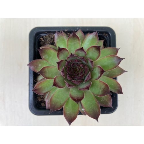 Sempervivum 140