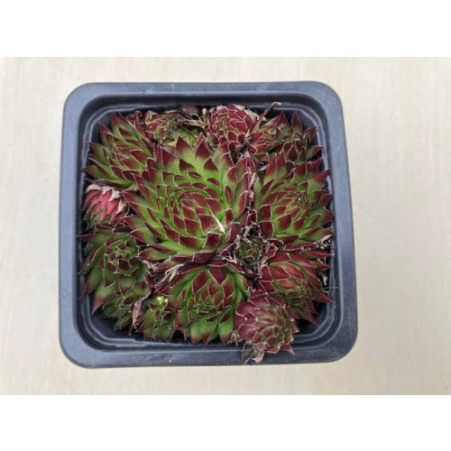 Sempervivum 27.