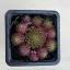 Sempervivum jovibarba