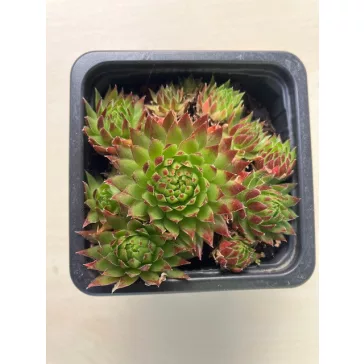 Sempervivum jovibarba