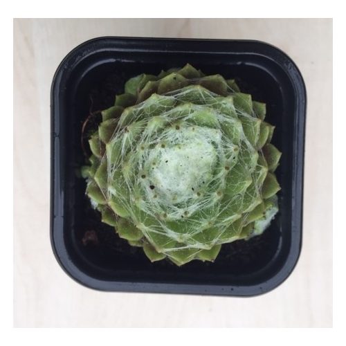 Sempervivum 32.