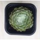 Sempervivum 32.