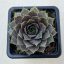 Sempervivum 33.