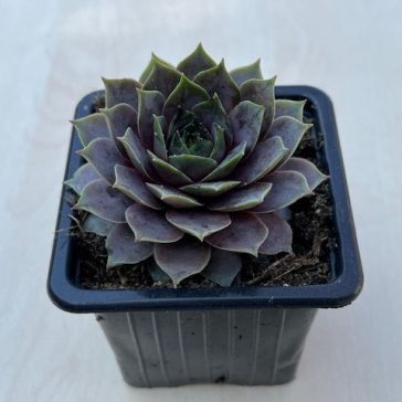 Sempervivum 33.