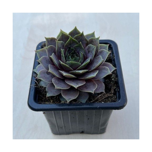 Sempervivum 33.