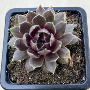 Sempervivum 37.