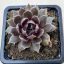Sempervivum 37.
