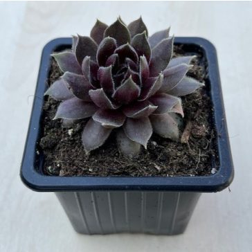 Sempervivum 37.