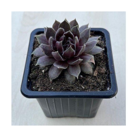 Sempervivum 37.