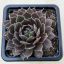 Sempervivum 36.