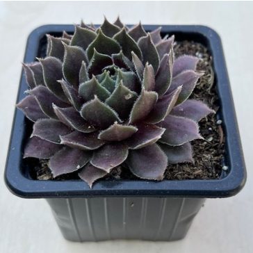 Sempervivum 36.