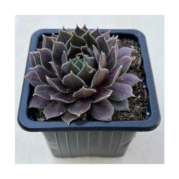 Sempervivum 36.