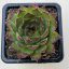 Sempervivum 37.