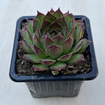 Sempervivum 37.