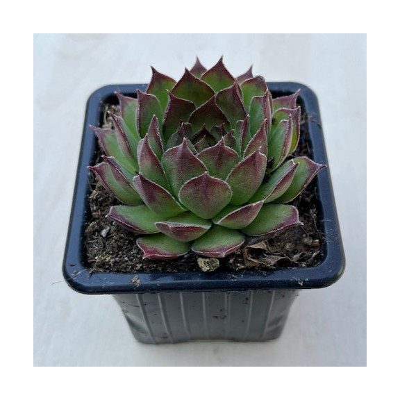 Sempervivum 37.