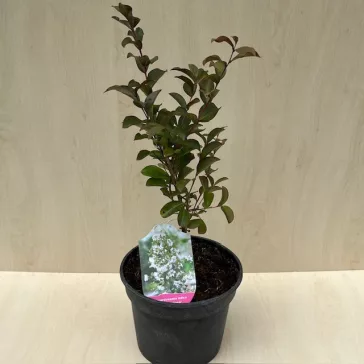 Lagerstroemia indica 'Alba'