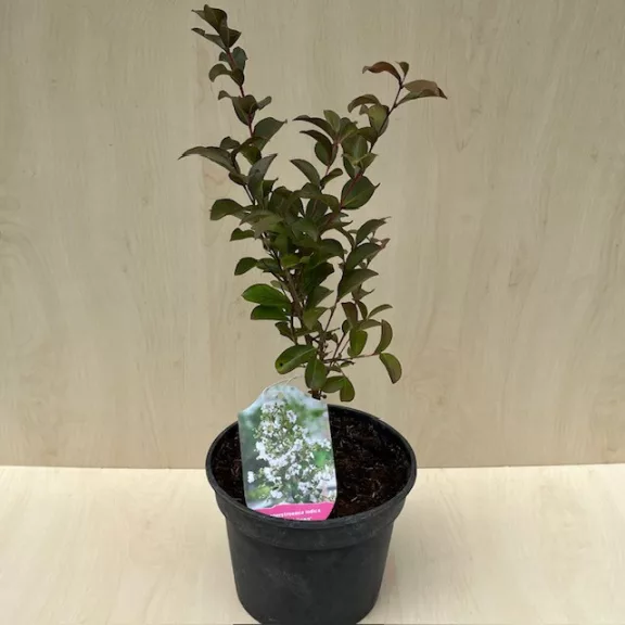 Lagerstroemia indica 'Alba' Lagerstroemia indica 'Alba'