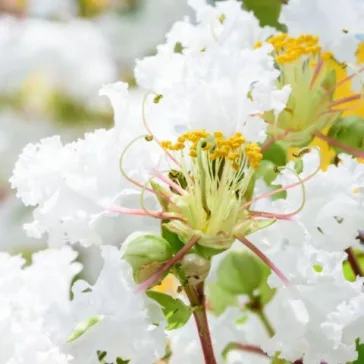 Lagerstroemia indica 'Alba'