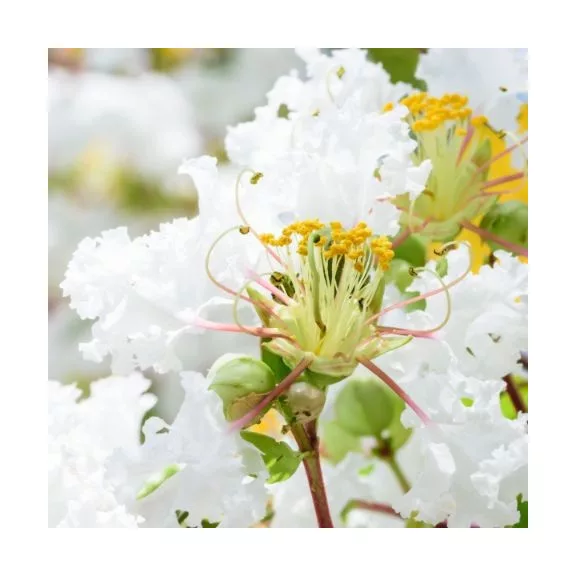 Lagerstroemia indica 'Alba' Lagerstroemia indica 'Alba'