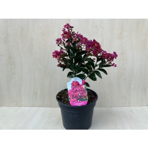 Lagerstroemia indica  'Dynamite'