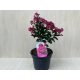 Lagerstroemia indica  'Dynamite'