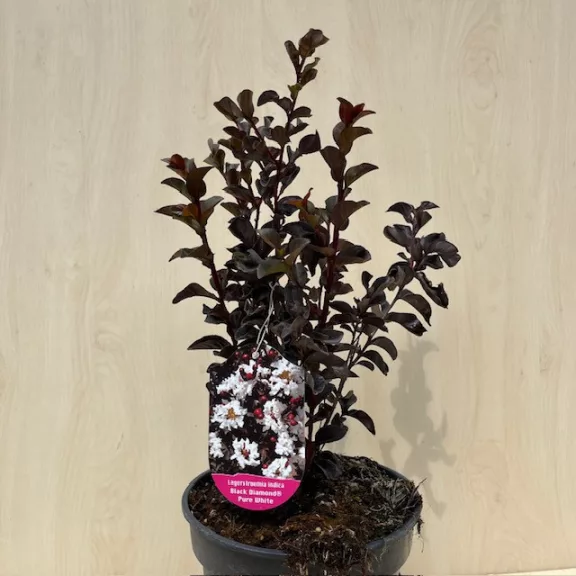 Lagerstroemia 'Black Diamond 'Pure White' Lagerstroemia 'Black Diamond 'Pure White'