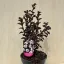  Lagerstroemia 'Black Diamond 'Pure White'