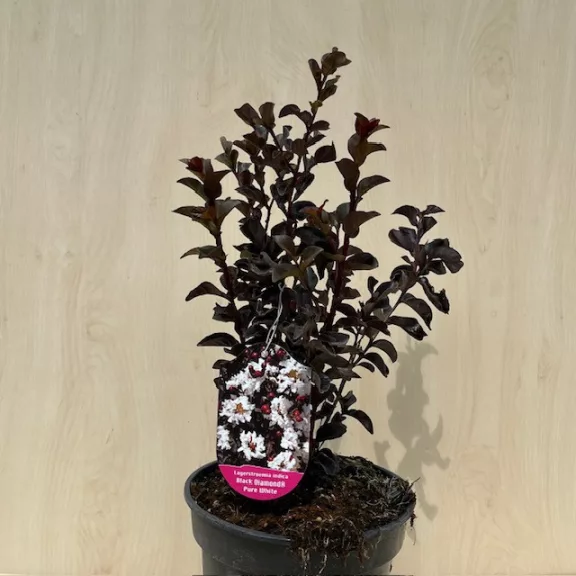 Lagerstroemia 'Black Diamond 'Pure White' Lagerstroemia 'Black Diamond 'Pure White'