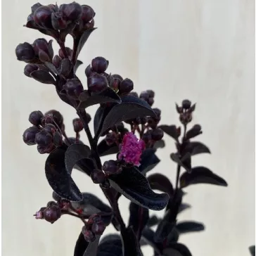  Lagerstroemia 'Black Diamond 'Purely Purple'