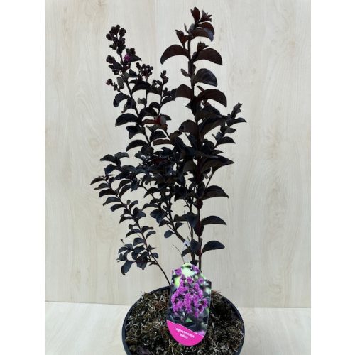  Lagerstroemia 'Black Diamond 'Purely Purple'