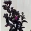  Lagerstroemia 'Black Diamond 'Purely Purple'