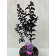  Lagerstroemia 'Black Diamond 'Purely Purple'
