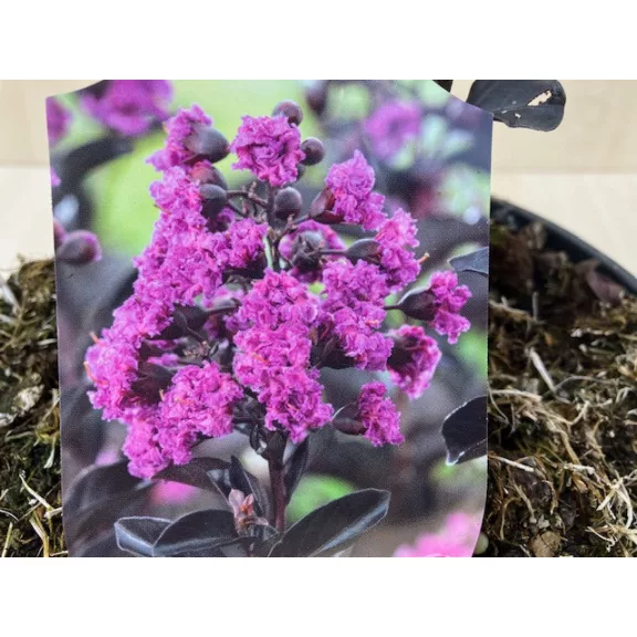  Lagerstroemia 'Black Diamond 'Purely Purple'