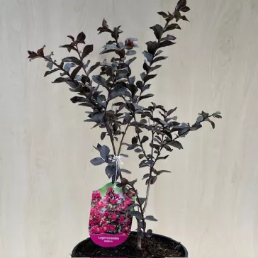 Lagerstroemia Black Diamond® 'Mystic Magenta'