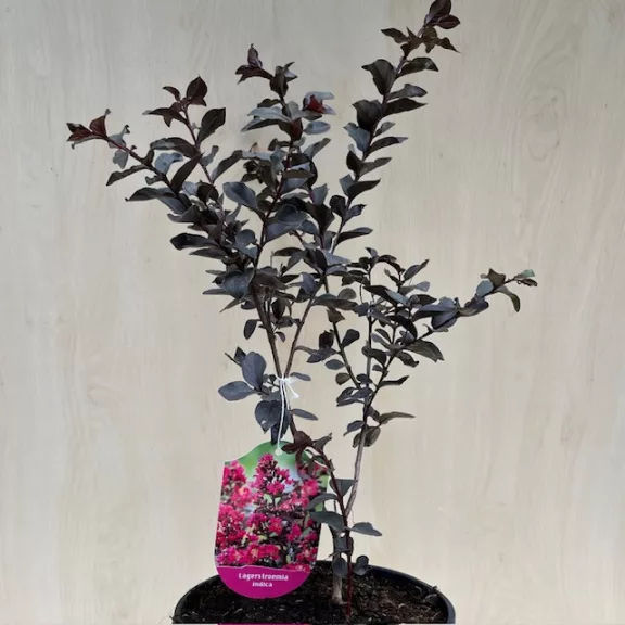 Lagerstroemia Black Diamond® 'Mystic Magenta' Lagerstroemia Black Diamond® 'Mystic Magenta'