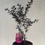 Lagerstroemia Black Diamond® 'Mystic Magenta'