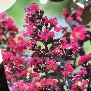 Lagerstroemia Black Diamond® 'Mystic Magenta'