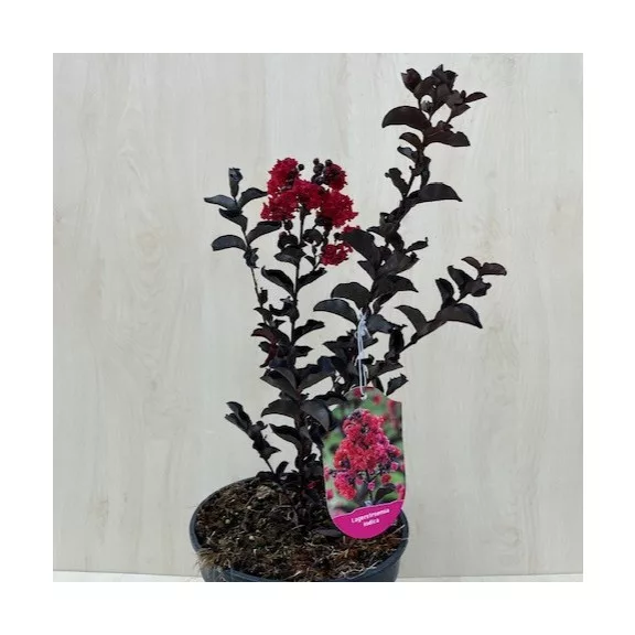 Lagerstroemia 'Black Diamond Crimson Red' Lagerstroemia 'Black Diamond Crimson Red'