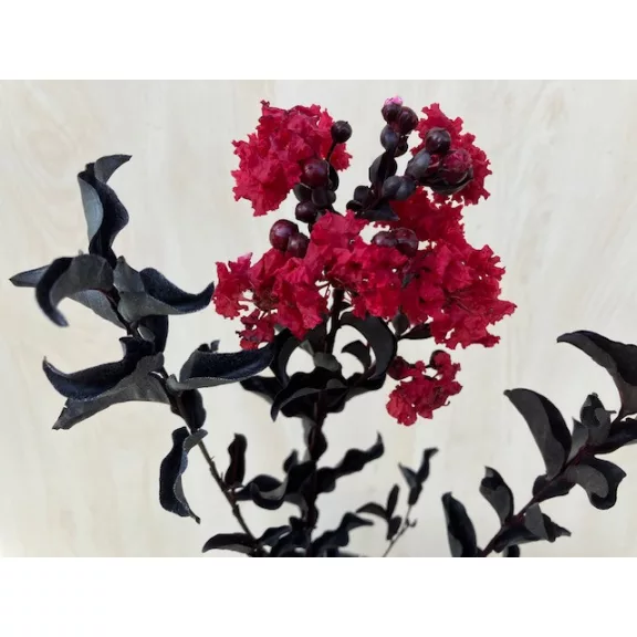 Lagerstroemia 'Black Diamond Crimson Red' Lagerstroemia 'Black Diamond Crimson Red'