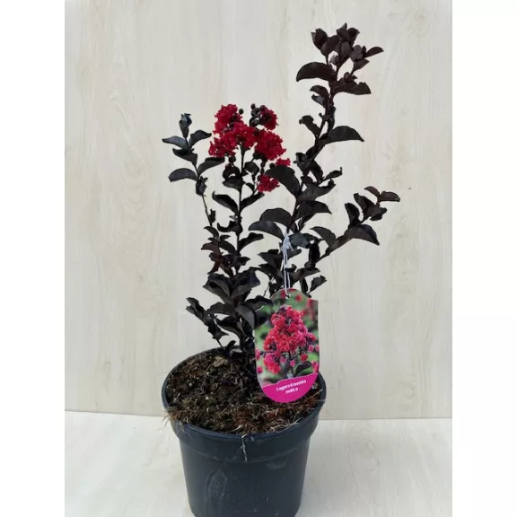 Lagerstroemia 'Black Diamond Crimson Red' Lagerstroemia 'Black Diamond Crimson Red'