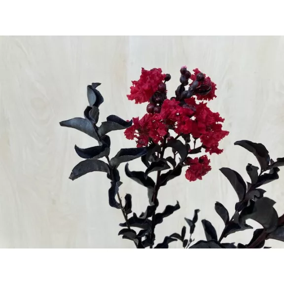 Lagerstroemia 'Black Diamond Crimson Red' Lagerstroemia 'Black Diamond Crimson Red'